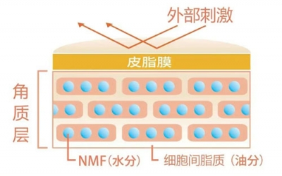 角質(zhì)層的作用有哪些？